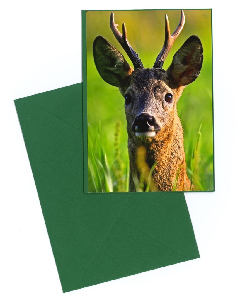 Geschenkkarte „rehbock“ Grün OÖ Ljv 0496