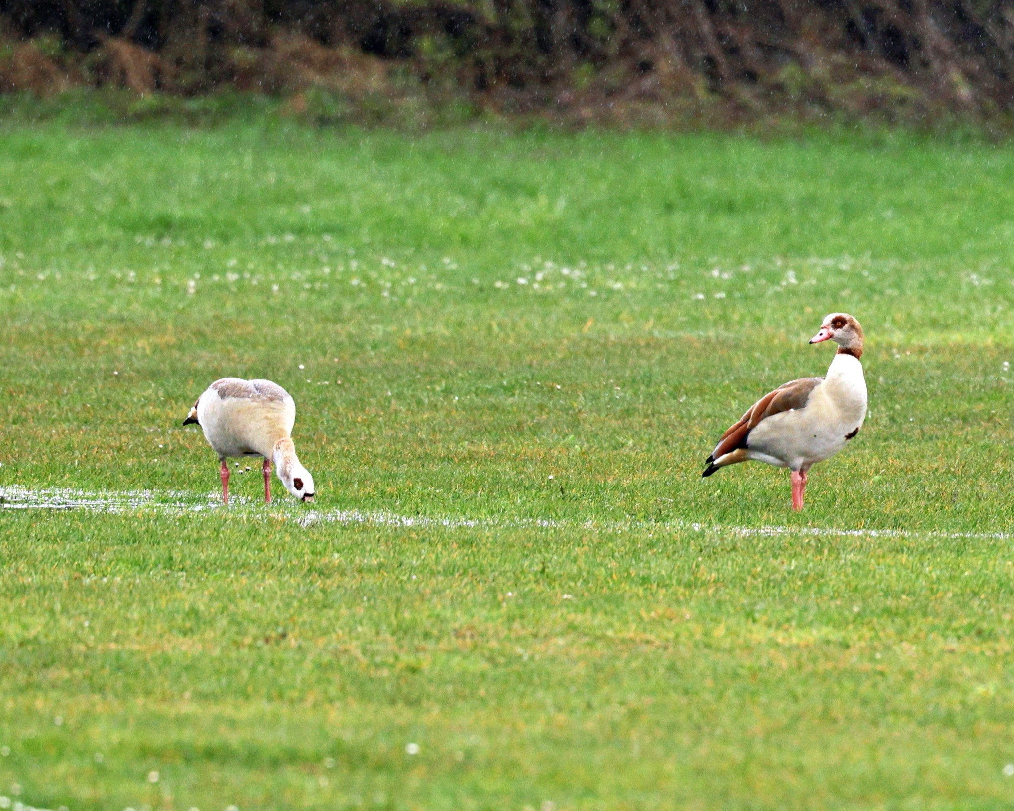 Nilgans - Ch. Böck