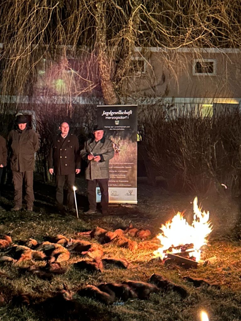 Traditionelle Raubwild-Streckenlegung in Herzogsdorf, OÖ LJV